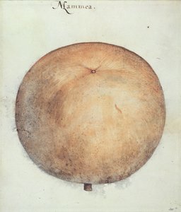 Mammea Apple 作者 约翰怀特